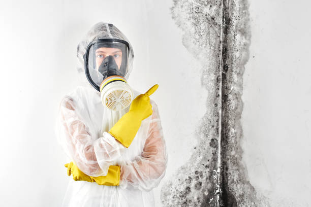 Trusted Mechanicsville, MD Mold Removal & Remediation Experts